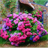 Hot 100 Pcs Rare Color Hydrangea Seeds Beautify the Environmen,11 colours Flower Seeds Bonsai,Natural Growth for Home Garden
