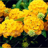 Hot 100 Pcs Rare Color Hydrangea Seeds Beautify the Environmen,11 colours Flower Seeds Bonsai,Natural Growth for Home Garden