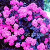 Hot 100 Pcs Rare Color Hydrangea Seeds Beautify the Environmen,11 colours Flower Seeds Bonsai,Natural Growth for Home Garden