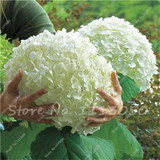Hot 100 Pcs Rare Color Hydrangea Seeds Beautify the Environmen,11 colours Flower Seeds Bonsai,Natural Growth for Home Garden