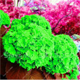 Hot 100 Pcs Rare Color Hydrangea Seeds Beautify the Environmen,11 colours Flower Seeds Bonsai,Natural Growth for Home Garden