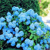 Hot 100 Pcs Rare Color Hydrangea Seeds Beautify the Environmen,11 colours Flower Seeds Bonsai,Natural Growth for Home Garden