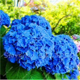 Hot 100 Pcs Rare Color Hydrangea Seeds Beautify the Environmen,11 colours Flower Seeds Bonsai,Natural Growth for Home Garden