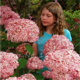 Hot 100 Pcs Rare Color Hydrangea Seeds Beautify the Environmen,11 colours Flower Seeds Bonsai,Natural Growth for Home Garden