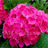 Hot 100 Pcs Rare Color Hydrangea Seeds Beautify the Environmen,11 colours Flower Seeds Bonsai,Natural Growth for Home Garden