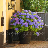 Hot 100 Pcs Rare Color Hydrangea Seeds Beautify the Environmen,11 colours Flower Seeds Bonsai,Natural Growth for Home Garden