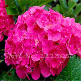 Hot 100 Pcs Rare Color Hydrangea Seeds Beautify the Environmen,11 colours Flower Seeds Bonsai,Natural Growth for Home Garden