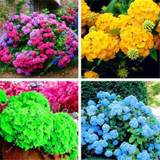 Hot 100 Pcs Rare Color Hydrangea Seeds Beautify the Environmen,11 colours Flower Seeds Bonsai,Natural Growth for Home Garden