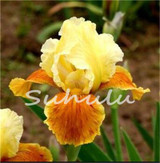 2017 Sementes Seeds Bestselling Phalaenopsis Iris Seeds Potted Plants Perennial Orchid Flowers Diy For Home &amp; Garden - 20 Pcs