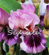 2017 Sementes Seeds Bestselling Phalaenopsis Iris Seeds Potted Plants Perennial Orchid Flowers Diy For Home &amp; Garden - 20 Pcs
