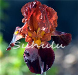 2017 Sementes Seeds Bestselling Phalaenopsis Iris Seeds Potted Plants Perennial Orchid Flowers Diy For Home &amp; Garden - 20 Pcs