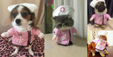 Funny Doctor Cat Nurse Suit Pet Halloween Christmas Clothing Uniform