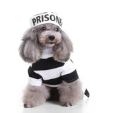 Prisoner Dog Costume Cosplay - Halloween Dog Costumes
