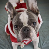 Dog Riding Santa Costume - Dog Christmas Costumes Dog Riding Santa Costume - Dog Christmas Costumes