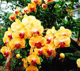 phalaenopsis orchid plant Indoor desktop flowers When flowering, butterfly orchid seedlings about 100 seeds/bag.
