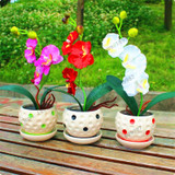 phalaenopsis orchid plant Indoor desktop flowers When flowering, butterfly orchid seedlings about 100 seeds/bag.