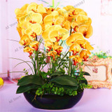 phalaenopsis orchid plant Indoor desktop flowers When flowering, butterfly orchid seedlings about 100 seeds/bag.