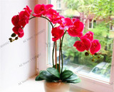 phalaenopsis orchid plant Indoor desktop flowers When flowering, butterfly orchid seedlings about 100 seeds/bag.