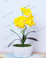 phalaenopsis orchid plant Indoor desktop flowers When flowering, butterfly orchid seedlings about 100 seeds/bag.