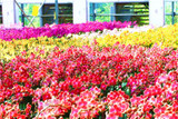 phalaenopsis orchid plant Indoor desktop flowers When flowering, butterfly orchid seedlings about 100 seeds/bag.