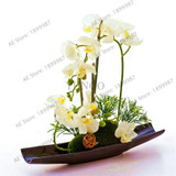 phalaenopsis orchid plant Indoor desktop flowers When flowering, butterfly orchid seedlings about 100 seeds/bag.
