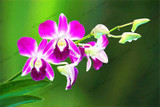 phalaenopsis orchid plant Indoor desktop flowers When flowering, butterfly orchid seedlings about 100 seeds/bag.