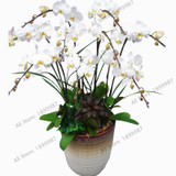 phalaenopsis orchid plant Indoor desktop flowers When flowering, butterfly orchid seedlings about 100 seeds/bag.