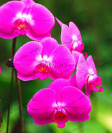 phalaenopsis orchid plant Indoor desktop flowers When flowering, butterfly orchid seedlings about 100 seeds/bag.