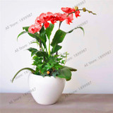 phalaenopsis orchid plant Indoor desktop flowers When flowering, butterfly orchid seedlings about 100 seeds/bag.