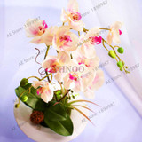 phalaenopsis orchid plant Indoor desktop flowers When flowering, butterfly orchid seedlings about 100 seeds/bag.