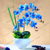phalaenopsis orchid plant Indoor desktop flowers When flowering, butterfly orchid seedlings about 100 seeds/bag.