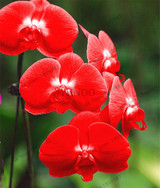phalaenopsis orchid plant Indoor desktop flowers When flowering, butterfly orchid seedlings about 100 seeds/bag.