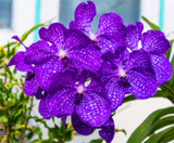 phalaenopsis orchid plant Indoor desktop flowers When flowering, butterfly orchid seedlings about 100 seeds/bag.