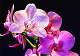 phalaenopsis orchid plant Indoor desktop flowers When flowering, butterfly orchid seedlings about 100 seeds/bag.