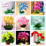 phalaenopsis orchid plant Indoor desktop flowers When flowering, butterfly orchid seedlings about 100 seeds/bag.