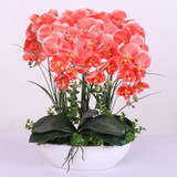 Phalaenopsis Room Interior Decoration Flowers Potted 100 Seeds