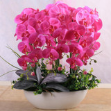 Phalaenopsis Room Interior Decoration Flowers Potted 100 Seeds