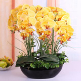 Phalaenopsis Room Interior Decoration Flowers Potted 100 Seeds