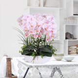 Phalaenopsis Room Interior Decoration Flowers Potted 100 Seeds