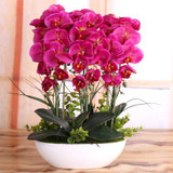 Phalaenopsis Room Interior Decoration Flowers Potted 100 Seeds