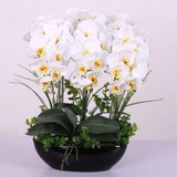 Phalaenopsis Room Interior Decoration Flowers Potted 100 Seeds