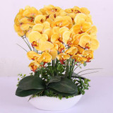 Phalaenopsis Room Interior Decoration Flowers Potted 100 Seeds