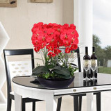 Phalaenopsis Room Interior Decoration Flowers Potted 100 Seeds