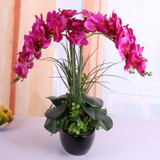 Phalaenopsis Room Interior Decoration Flowers Potted 100 Seeds