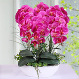 Phalaenopsis Room Interior Decoration Flowers Potted 100 Seeds