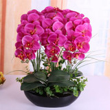 Phalaenopsis Room Interior Decoration Flowers Potted 100 Seeds