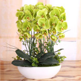 Phalaenopsis Room Interior Decoration Flowers Potted 100 Seeds