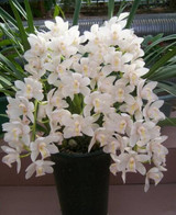 Phalaenopsis Room Interior Decoration Flowers Potted 100 Seeds