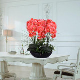 Phalaenopsis Room Interior Decoration Flowers Potted 100 Seeds