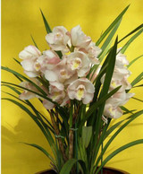 Phalaenopsis Room Interior Decoration Flowers Potted 100 Seeds